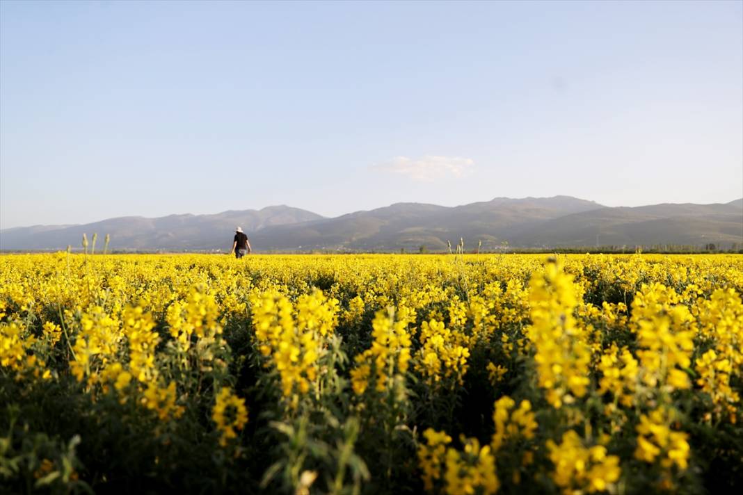 Konya’nın kuruyan gölünü altın sarısı renklendirdi 12